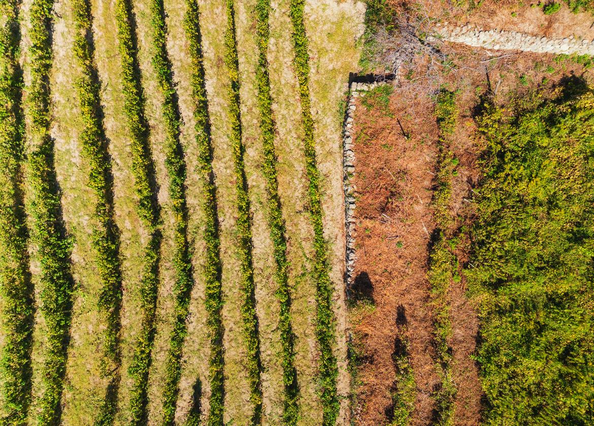 puntachiarito it azienda-agricola-ruffano 017