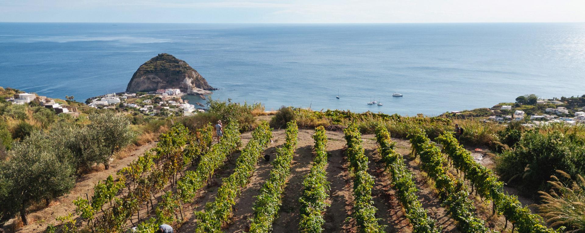 puntachiarito it azienda-agricola-ruffano 027